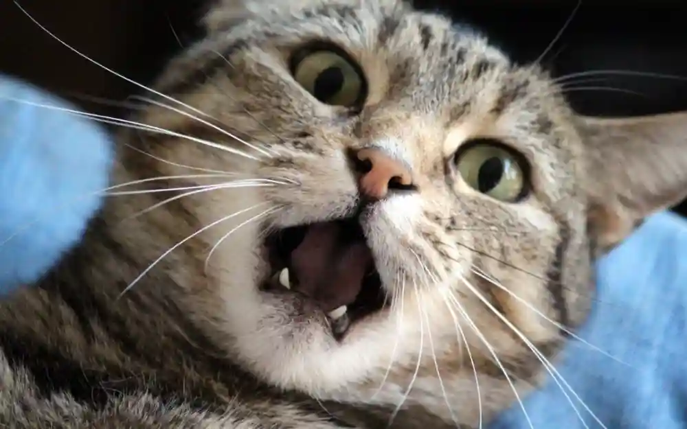 How To Brush Your Pet’s Teeth