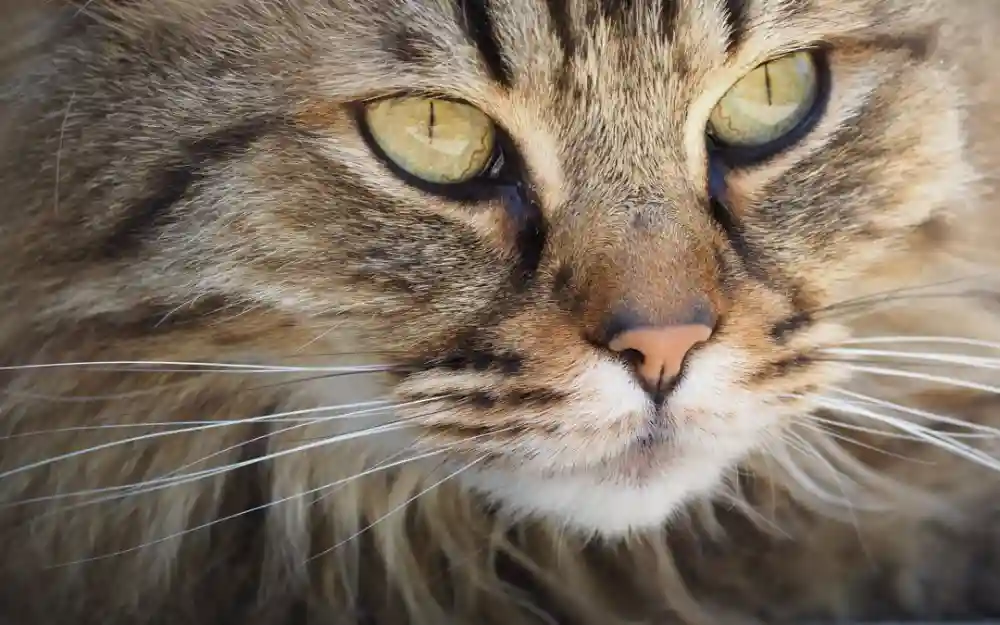Feline Leukemia Virus: What You Need to Know