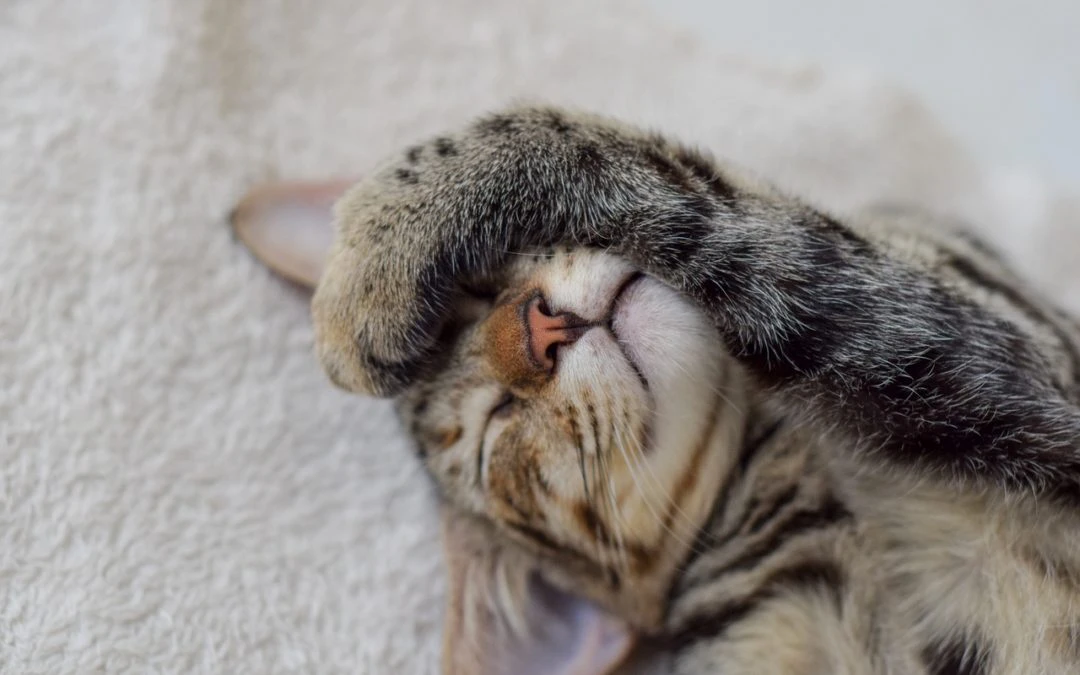 11 Things All Pet Parents Need To Know About Heartworm Disease