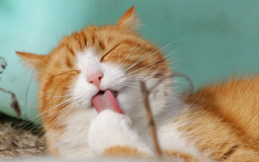 8 Ways to Get Your Cat to Use the Litter Box