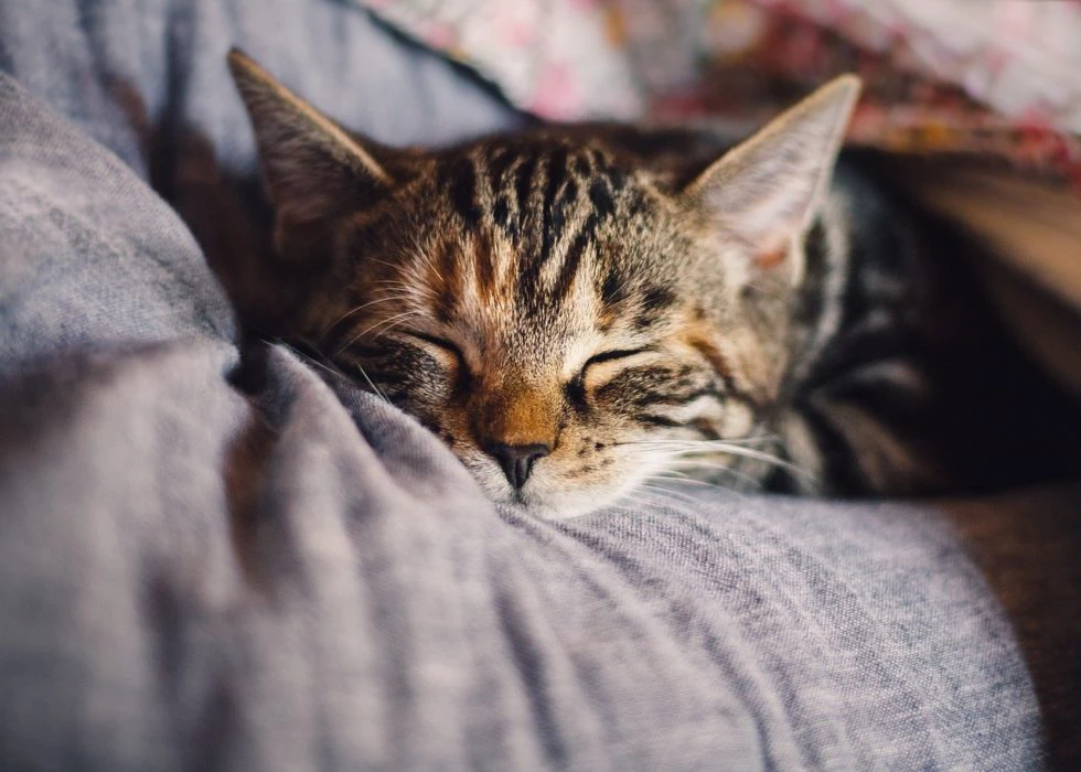 Pet First Aid Kit in 3 Easy Steps