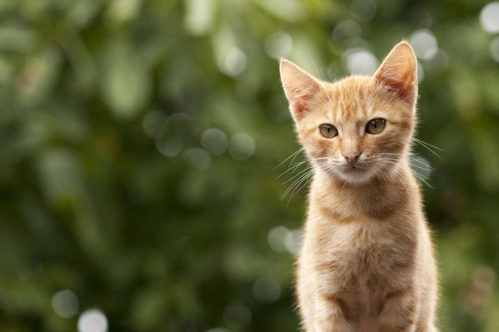 Is Fostering a Pet Right for You?