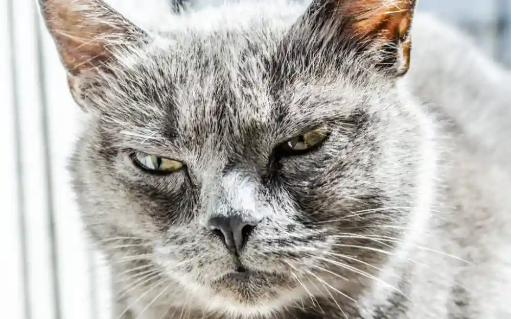 Animal Dermatology: Caring for Your Pet’s Skin