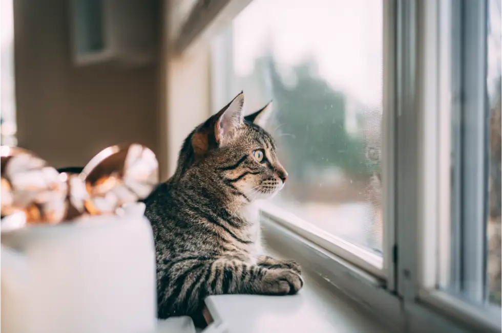 Enjoy the Warm Weather with Your Cat This Spring and Summer