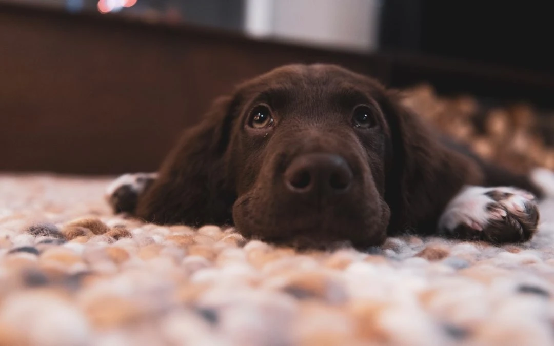 Tips to Prevent Separation Anxiety From Developing in Your Puppy