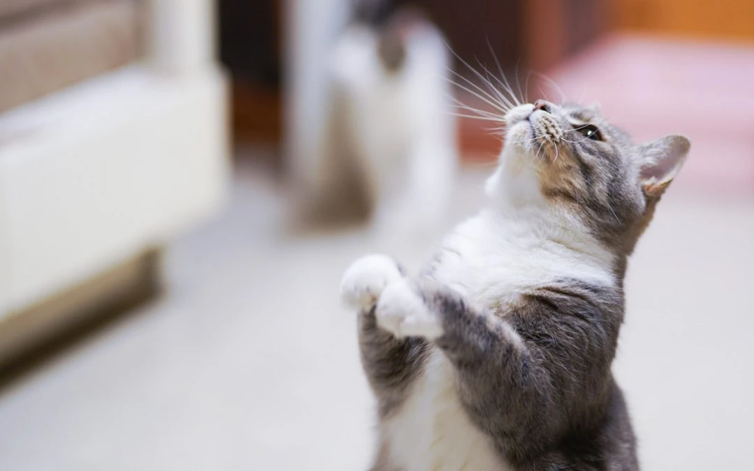 Training Your Cat