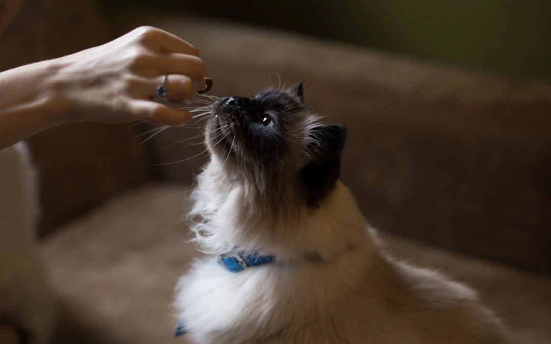 What Cats Need in Their Diet