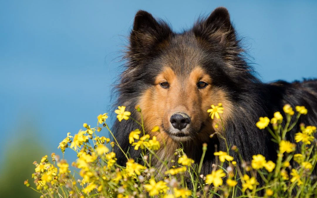 5 Tips to Keep Your Pet Healthy and Happy this Spring