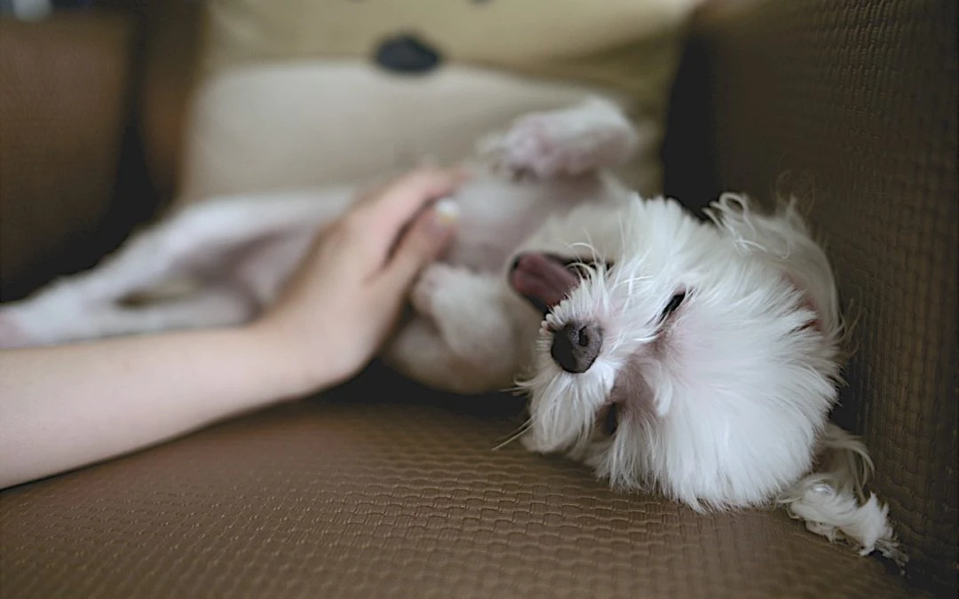 Why It’s Important to Socialize Your New Puppy