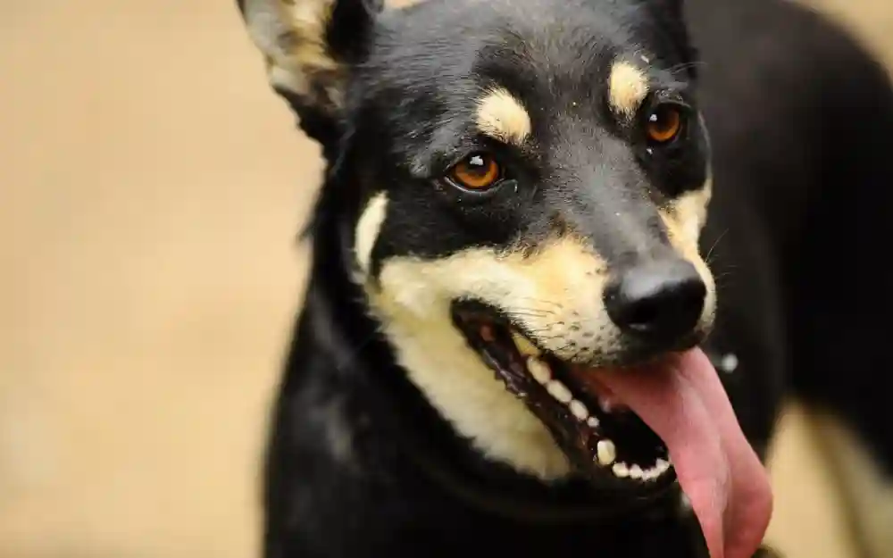 Trash Can Dangers Can Harm Your Pet