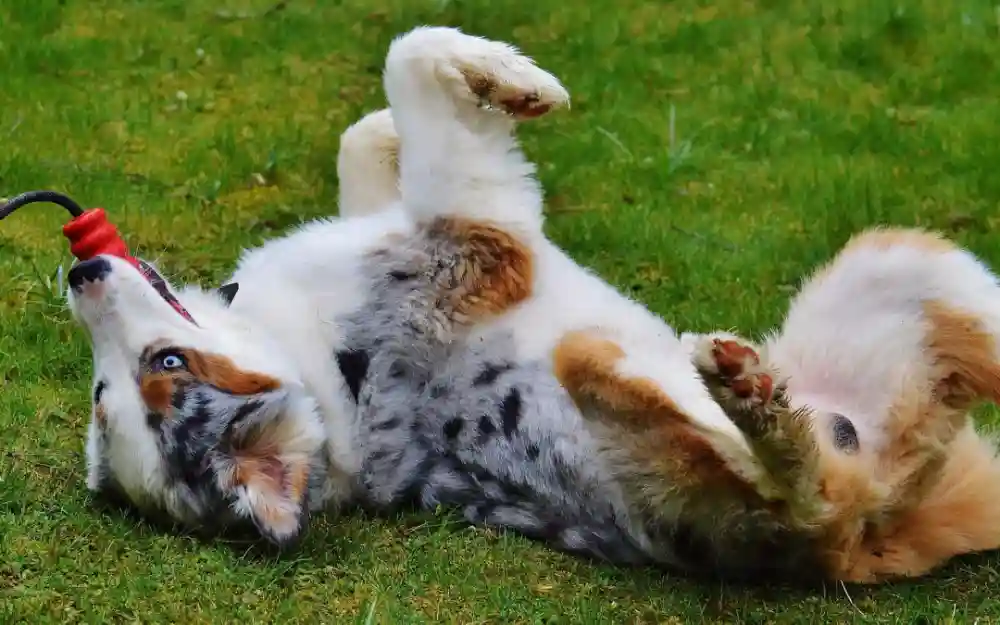 Diagnosing and Treating Ringworm In Your Pet