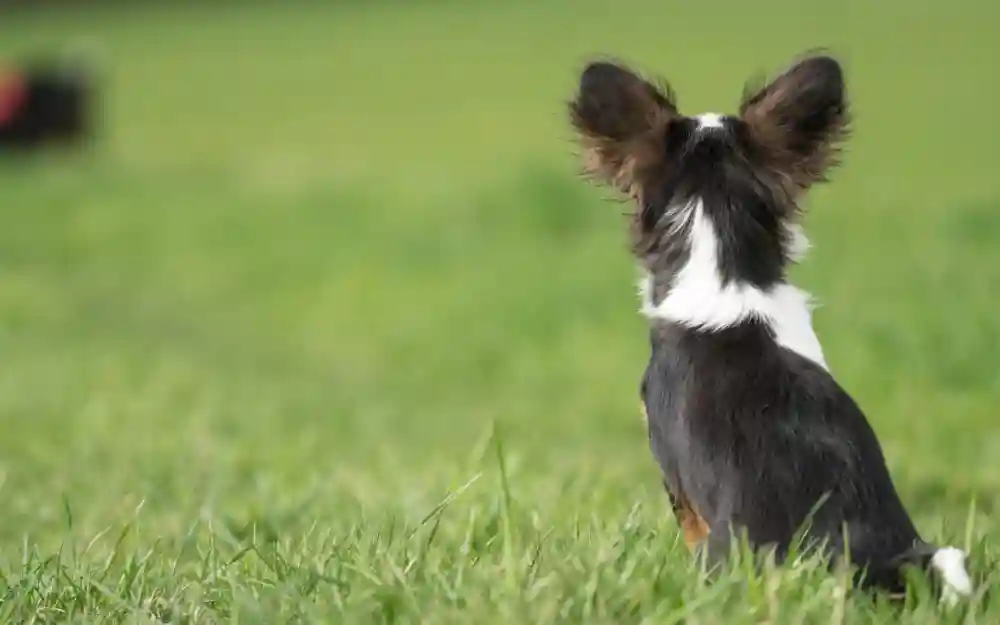 Keeping Your Dog’s Ears Clean Is Important