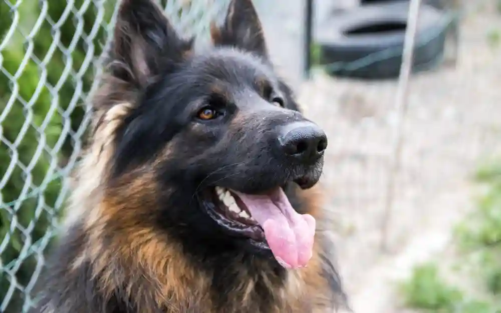 How To Fix Your Pet’s Bad Breath