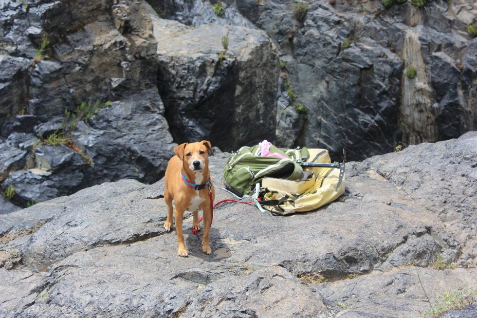 Pet Camping Tips