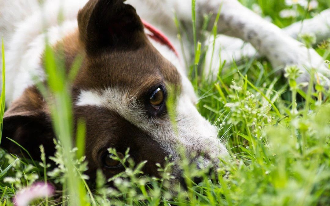 5 Common Garden Items Toxic to Pets