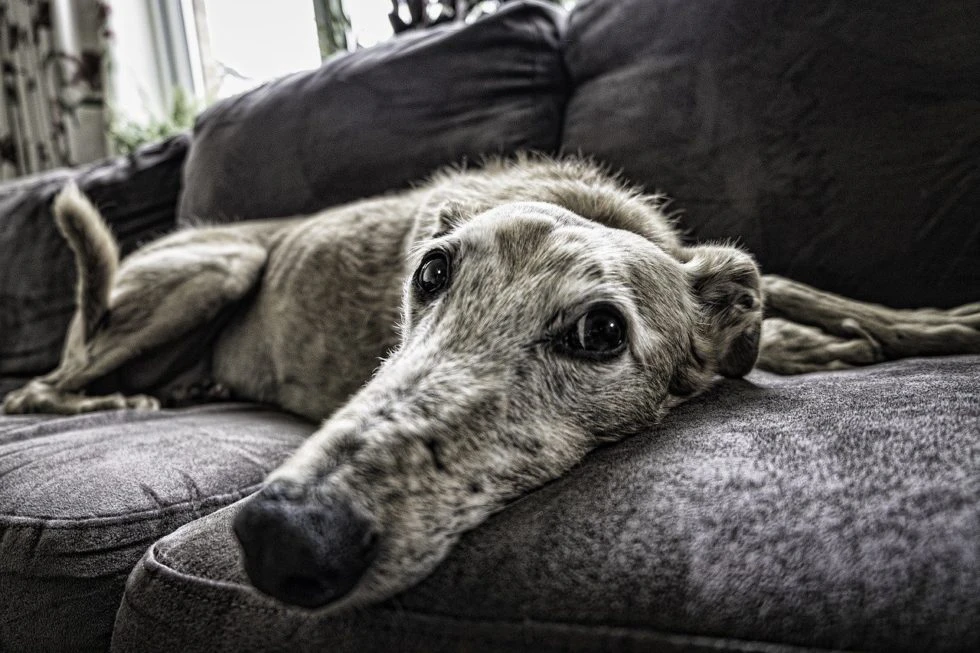 Signs of Anxiety in Your Dog