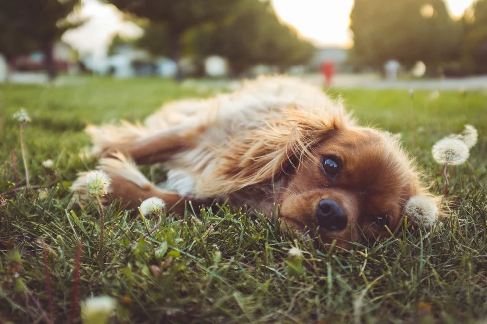 What Are Zoonotic Parasites?
