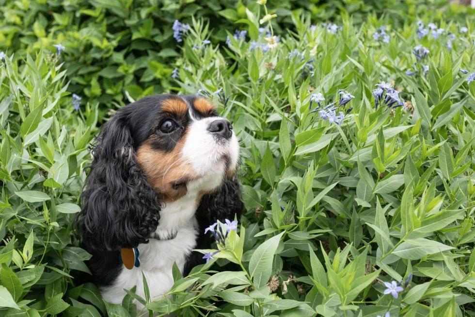 6 Tips to Be a Responsible Dog Owner