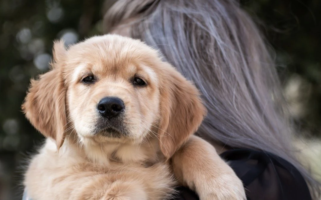 What Happens During My Pet’s Spay?