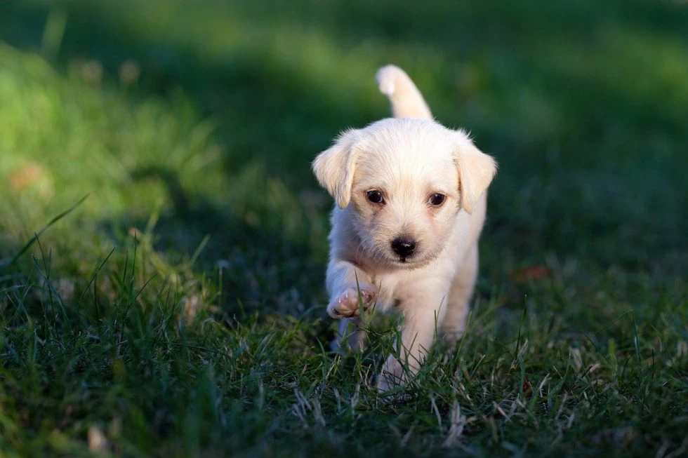 Does Your Pet Have Seasonal Allergies?