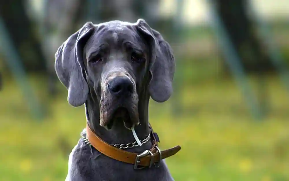 Spotting Chronic Pain in Our Pets