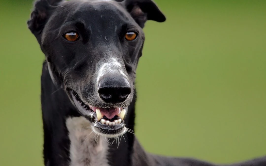 Dog Bite Awareness: Everything You Need To Know