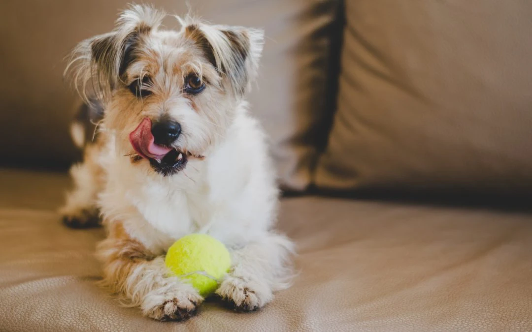 3 Tips for Positive Reinforcement