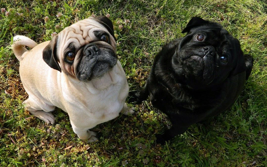 Why Do Dogs Eat Grass?