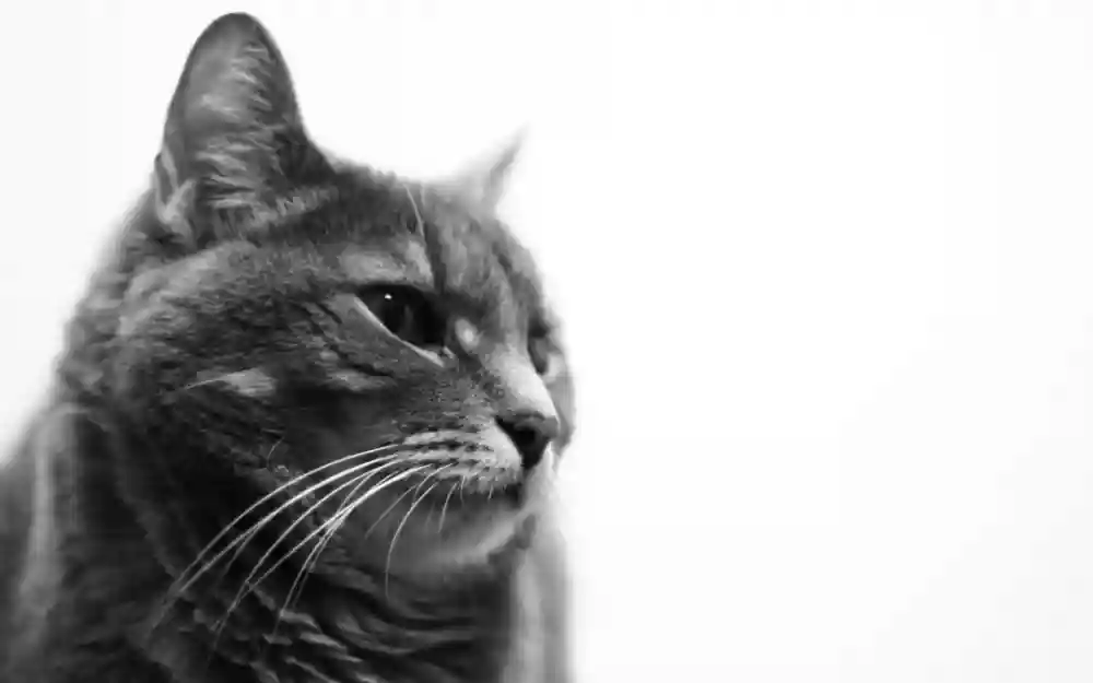 This Doral Veterinarian Wants To See Your Pet Annually
