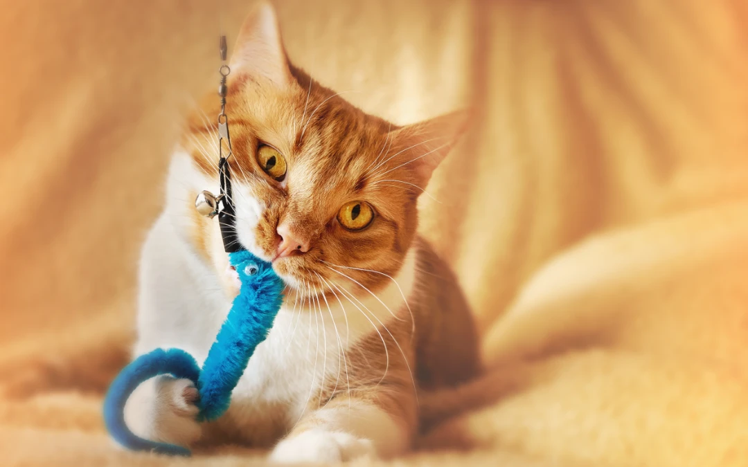 Enrichment Tips to Keep Your Cat Happy and Healthy