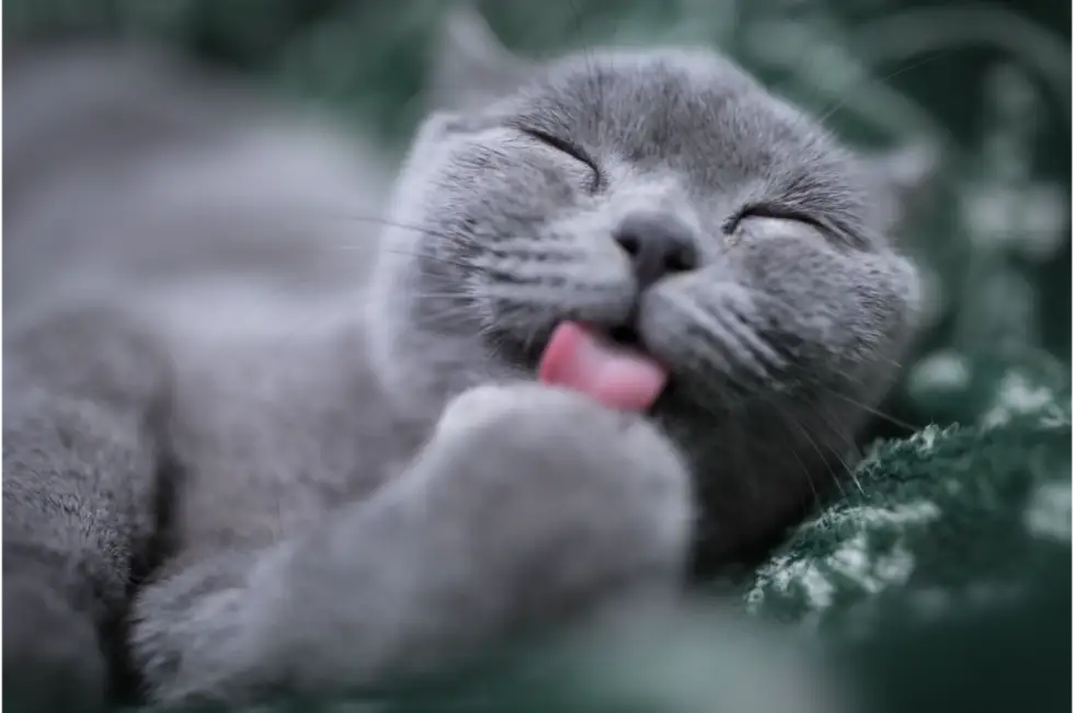 How to Prevent Hairballs