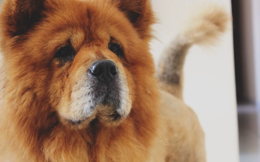 4 Facts Dog Owners Should Know About Cushing’s Disease