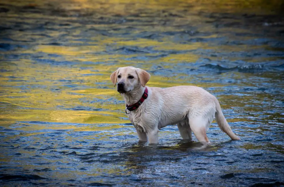 Pet Parasites To Be Aware Of