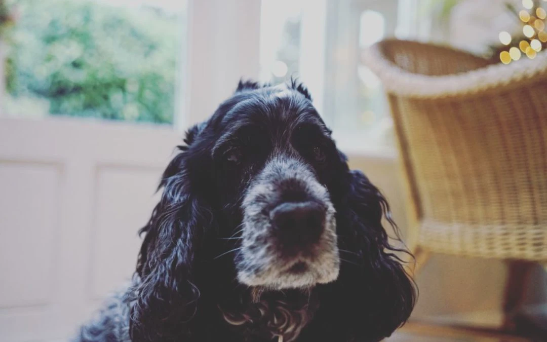 Caring for Your Senior Pet