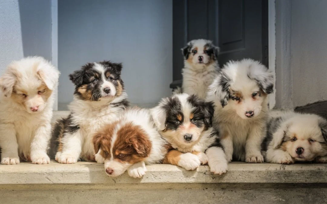 Tips for Socializing Your Puppy