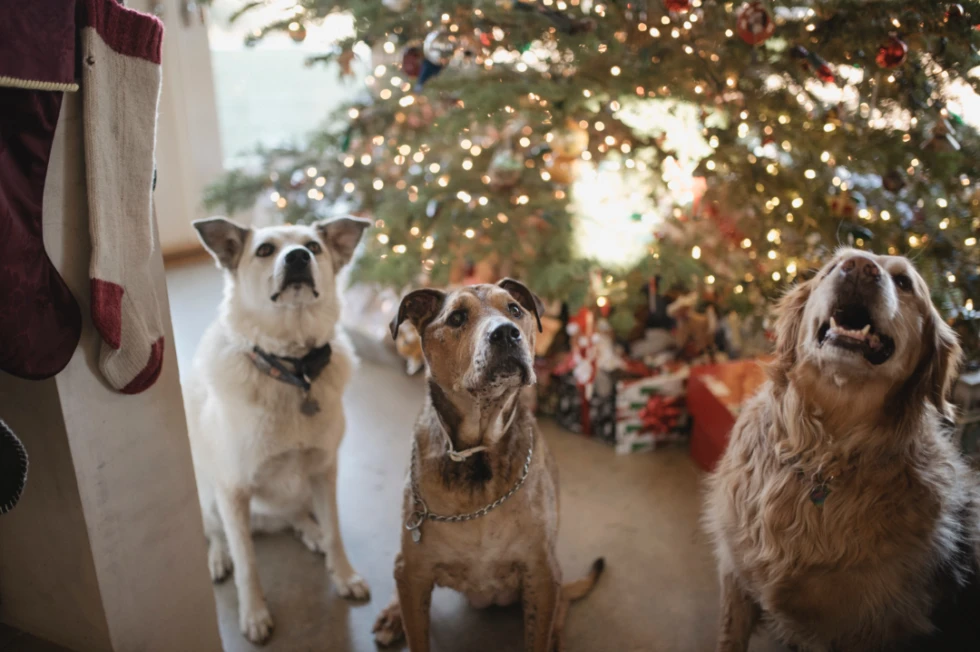 4 Holiday DIY Pet Toy Ideas