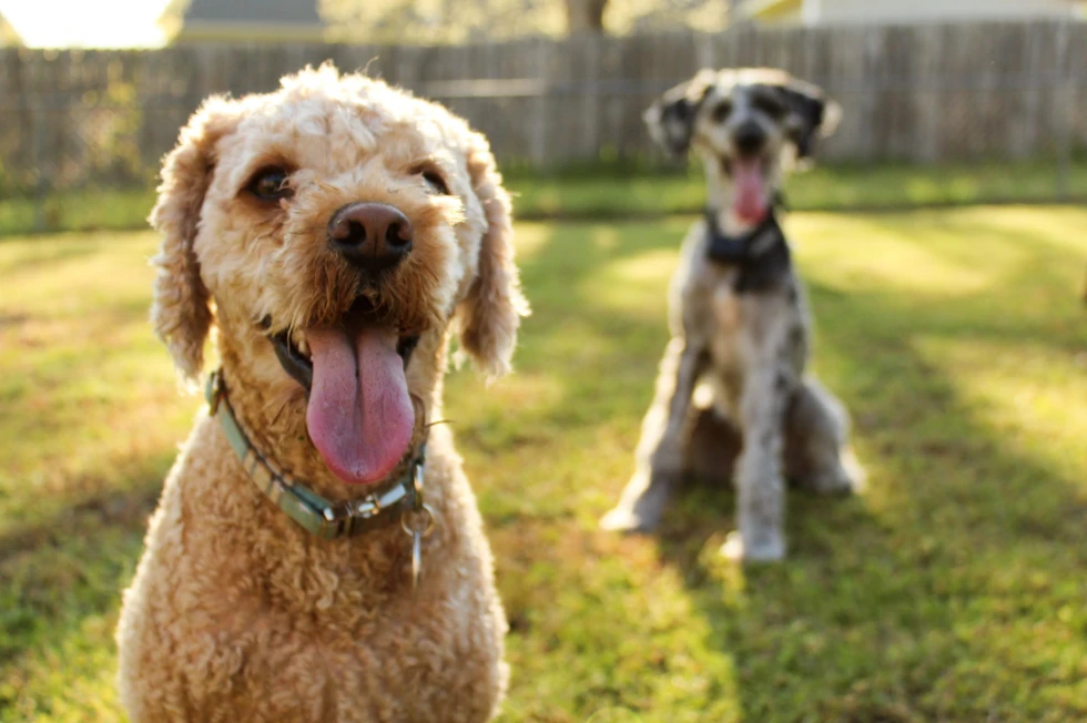 Protecting Your Pet from Heatstroke This Summer