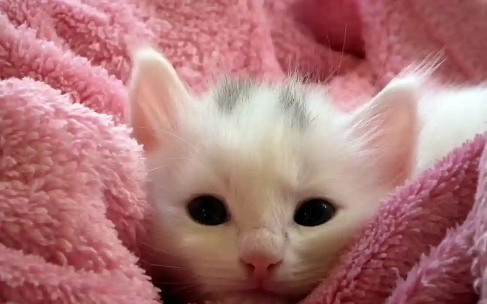 Building A Stronger Relationship With Your Cat