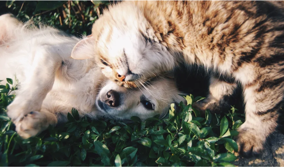 Love on Your Pet This Valentine’s Day