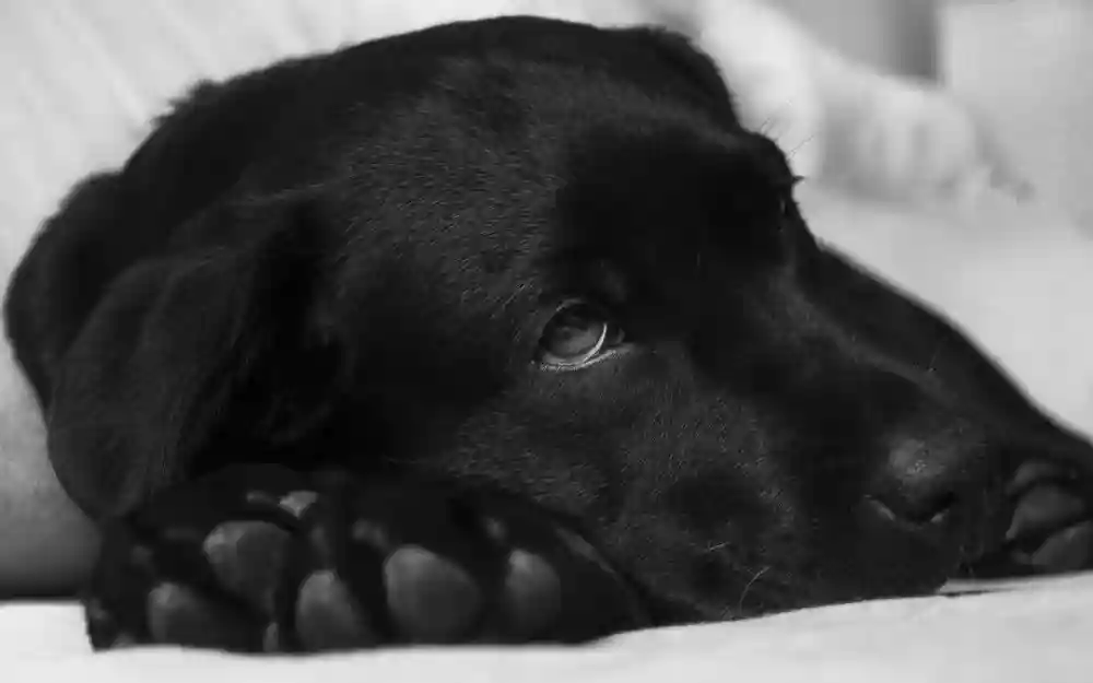 Do You Know the Facts About Canine Lyme Disease?