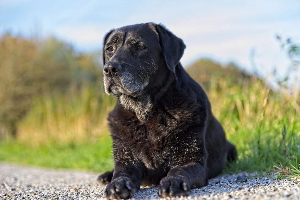 Dementia Signs in Your Pet