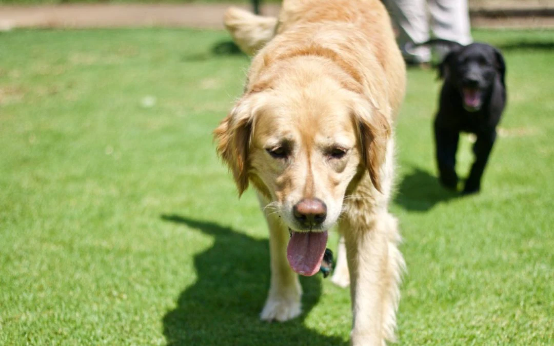 What Dog Owners Need to Know About Knee Injuries