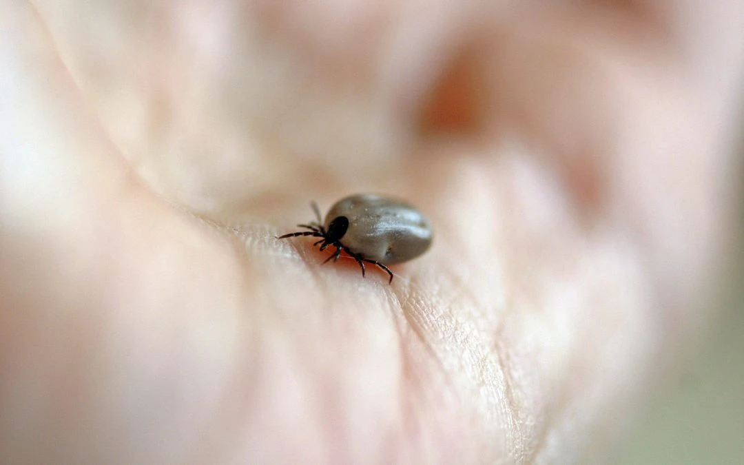 Everything Pet Parents Need To Know About Lyme Disease