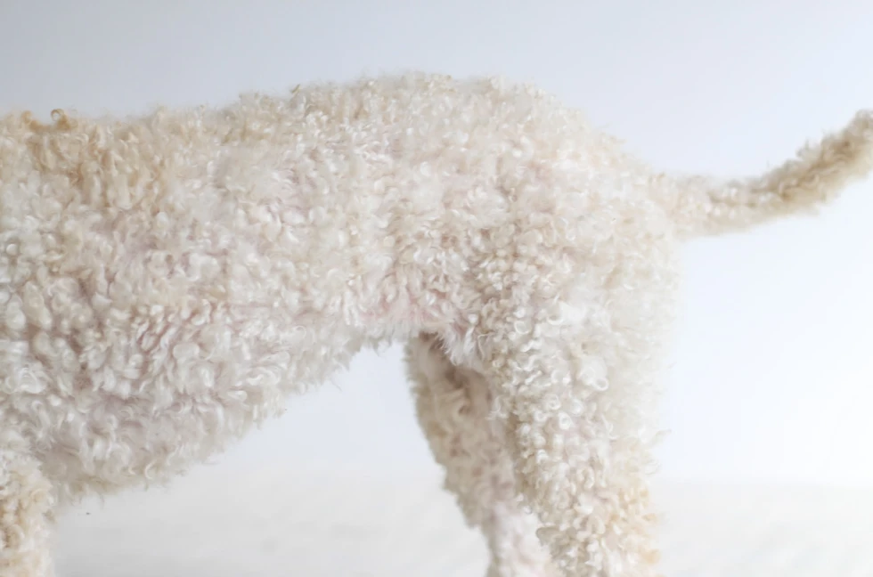Summer Grooming Tips for Your Pet