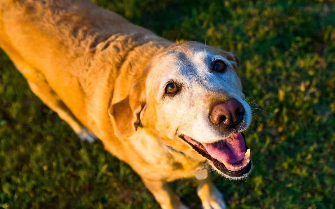 How Hot is Too Hot for Pets?