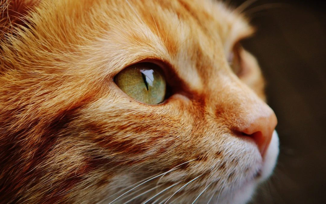 3 New Year’s Resolutions to Boost Your Pet’s Health