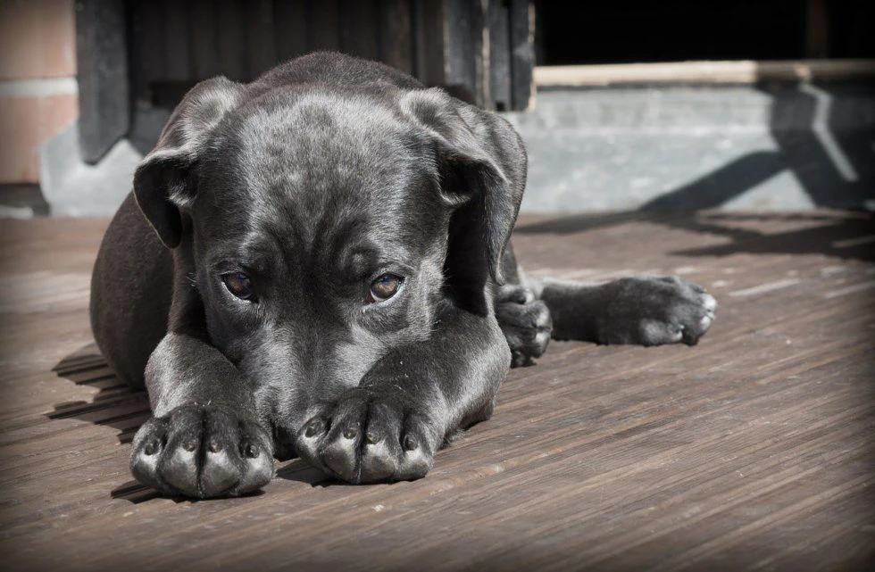 Signs Your Pet is in Pain