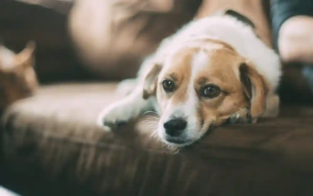What To Look For When It Comes To Pet Allergies