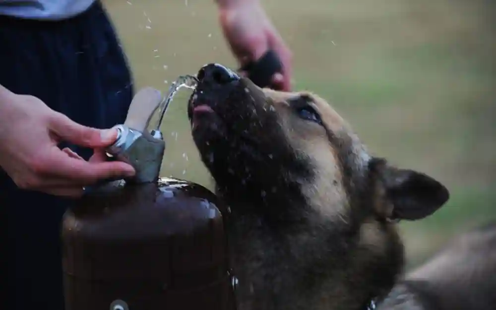 Keeping Your Pets Safe From Dehydration In South Florida