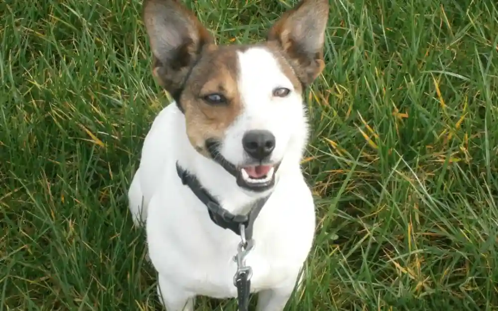 You Pets Dental Health Is More Important Than You Think